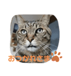 Moto猫スタンプ0（個別スタンプ：6）