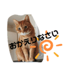 Moto猫スタンプ0（個別スタンプ：8）