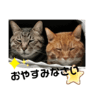 Moto猫スタンプ0（個別スタンプ：10）