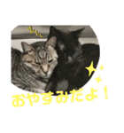 Moto猫スタンプ0（個別スタンプ：11）