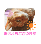 Moto猫スタンプ0（個別スタンプ：13）
