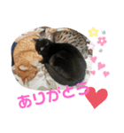 Moto猫スタンプ0（個別スタンプ：15）