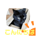 Moto猫スタンプ0（個別スタンプ：19）