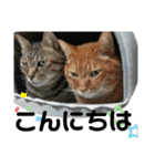 Moto猫スタンプ0（個別スタンプ：21）
