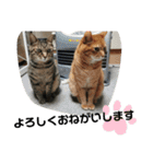 Moto猫スタンプ0（個別スタンプ：22）