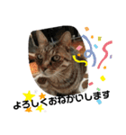 Moto猫スタンプ0（個別スタンプ：23）