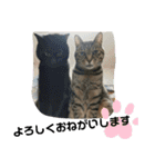 Moto猫スタンプ0（個別スタンプ：24）