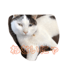 うちのオッドアイ猫もハチワレ猫のスタンプ（個別スタンプ：1）