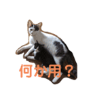うちのオッドアイ猫もハチワレ猫のスタンプ（個別スタンプ：3）