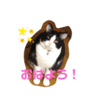 うちのオッドアイ猫もハチワレ猫のスタンプ（個別スタンプ：6）