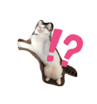 うちのオッドアイ猫もハチワレ猫のスタンプ（個別スタンプ：10）