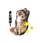 うちのオッドアイ猫もハチワレ猫のスタンプ（個別スタンプ：13）