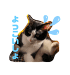 うちのオッドアイ猫もハチワレ猫のスタンプ（個別スタンプ：14）