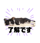 うちのオッドアイ猫もハチワレ猫のスタンプ（個別スタンプ：16）