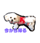 寂しがり屋ももちゃん1（個別スタンプ：3）