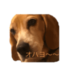 ビーグル犬キキの関西弁ゆるゆるスタンプ（個別スタンプ：1）