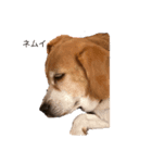 ビーグル犬キキの関西弁ゆるゆるスタンプ（個別スタンプ：3）