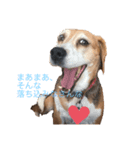 ビーグル犬キキの関西弁ゆるゆるスタンプ（個別スタンプ：4）