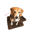 ビーグル犬キキの関西弁ゆるゆるスタンプ（個別スタンプ：7）