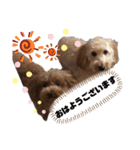 ころちび（個別スタンプ：1）