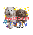 ころちび（個別スタンプ：8）