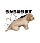 ころちび（個別スタンプ：10）