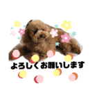 ころちび（個別スタンプ：11）
