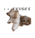 ころちび（個別スタンプ：13）