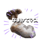 ころちび（個別スタンプ：14）