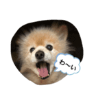 AKABEKO_20210529214535（個別スタンプ：5）