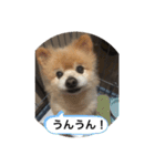 AKABEKO_20210529214535（個別スタンプ：6）