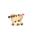 トイプードル モコスタンプ❣️（個別スタンプ：15）