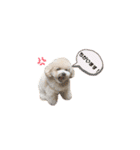 トイプードル モコスタンプ❣️（個別スタンプ：21）