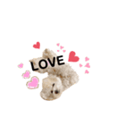 トイプードル モコスタンプ❣️（個別スタンプ：22）