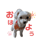 シロロの日常系スタンプ（個別スタンプ：1）