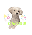 シロロの日常系スタンプ（個別スタンプ：2）