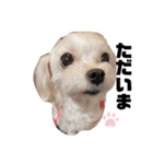シロロの日常系スタンプ（個別スタンプ：6）