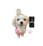 シロロの日常系スタンプ（個別スタンプ：8）