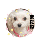シロロの日常系スタンプ（個別スタンプ：10）
