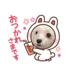シロロの日常系スタンプ（個別スタンプ：14）