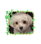 シロロの日常系スタンプ（個別スタンプ：16）