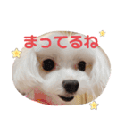 シロロの日常系スタンプ（個別スタンプ：17）