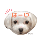 シロロの日常系スタンプ（個別スタンプ：18）
