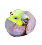 喜久蔵と申します。（個別スタンプ：3）