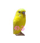 喜久蔵と申します。（個別スタンプ：6）