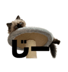 猫の麦の日常(ヒマラヤン)（個別スタンプ：4）
