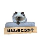猫の麦の日常(ヒマラヤン)（個別スタンプ：5）