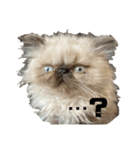 猫の麦の日常(ヒマラヤン)（個別スタンプ：7）