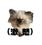 猫の麦の日常(ヒマラヤン)（個別スタンプ：8）