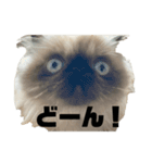 猫の麦の日常(ヒマラヤン)（個別スタンプ：10）